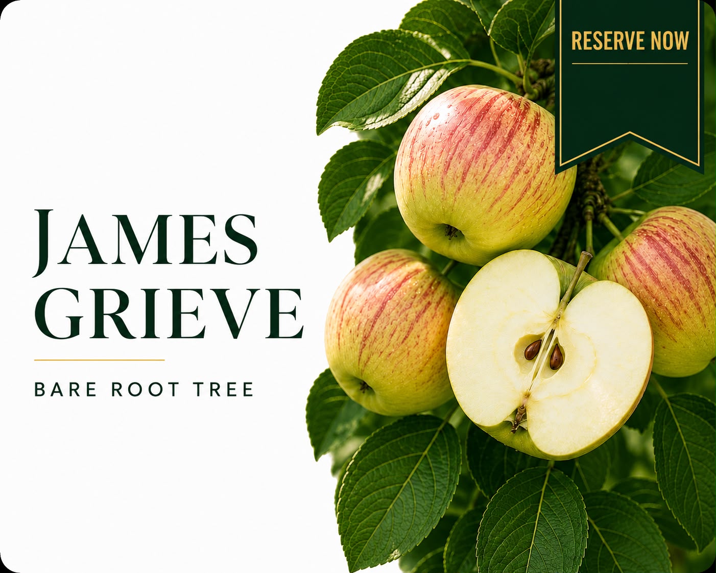 Apple Tree “James Grieve” — Bare Root  160-180cm Pre-Order for October-November Delivery