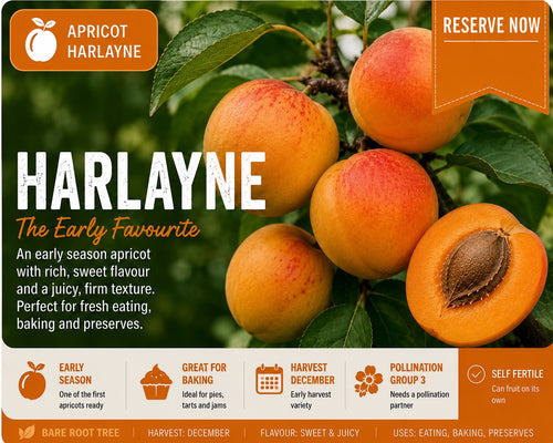 Apricot Tree “Harlayne” — Bare Root  160-180cm Pre-order  October-November  Delivery 2026