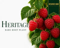 Heritage Raspberry Canes (Bare Root) | 100 -140 cm Pre-order Delivery October - November