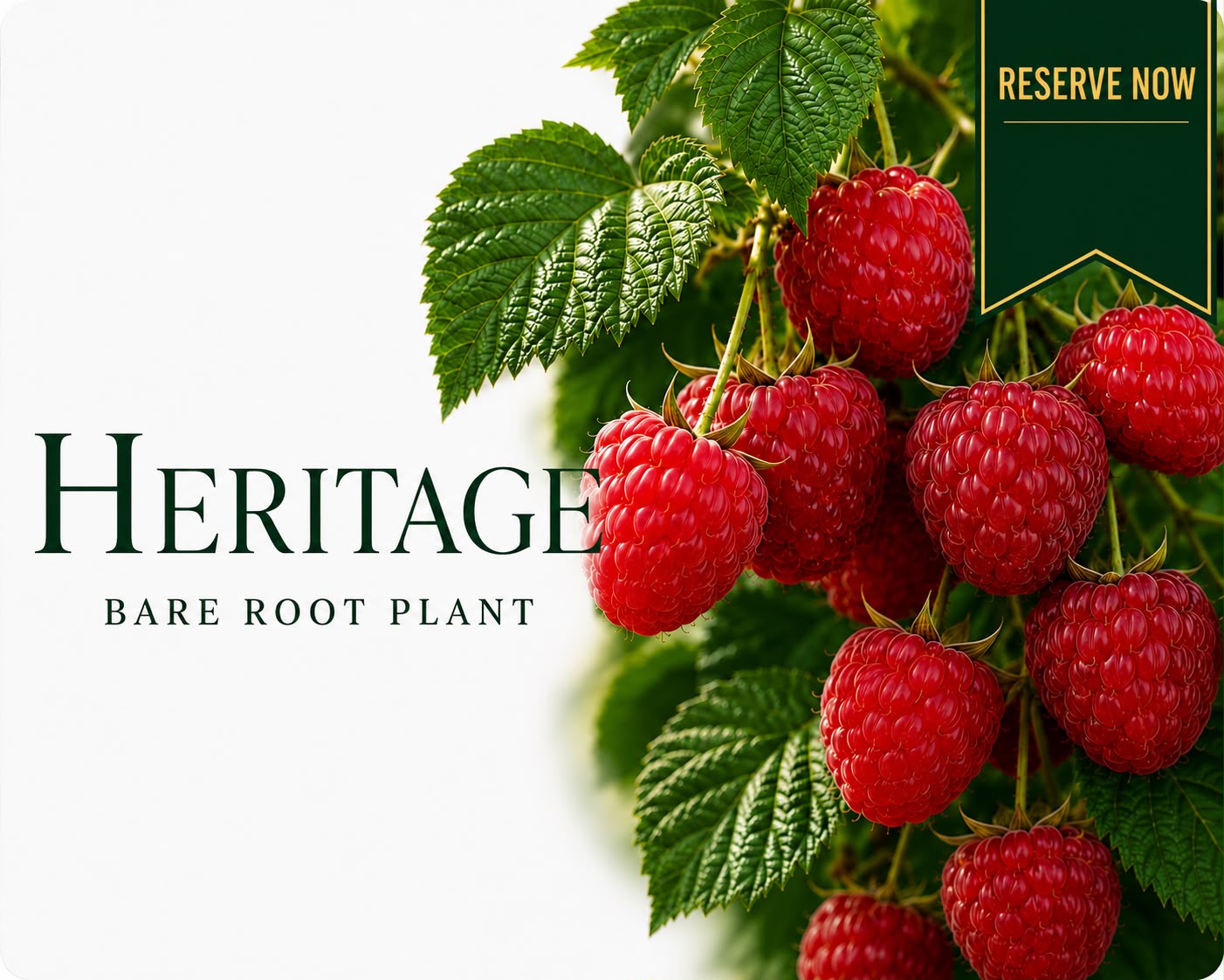 Heritage Raspberry Canes (Bare Root) | 100 -140 cm Pre-order Delivery October - November