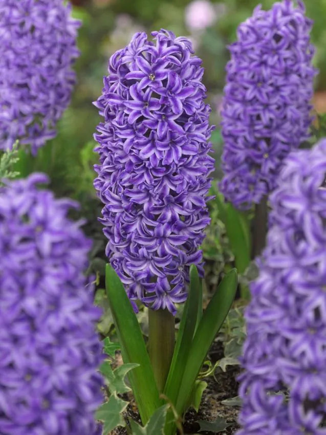 Blue jacket Hyacinths   25 premium bulbs