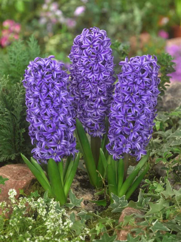 Blue jacket Hyacinths   25 premium bulbs
