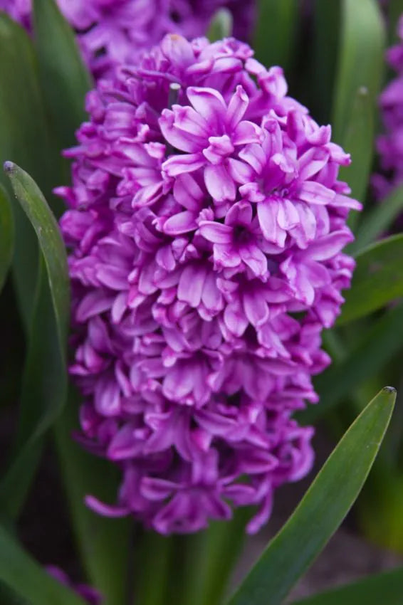 Purple Hyacinths (Miss Saigon)  25 premium bulbs