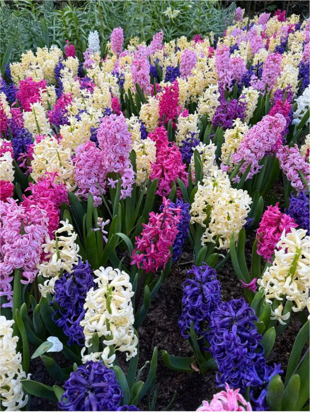 Hyacinths mixed Hyacinths