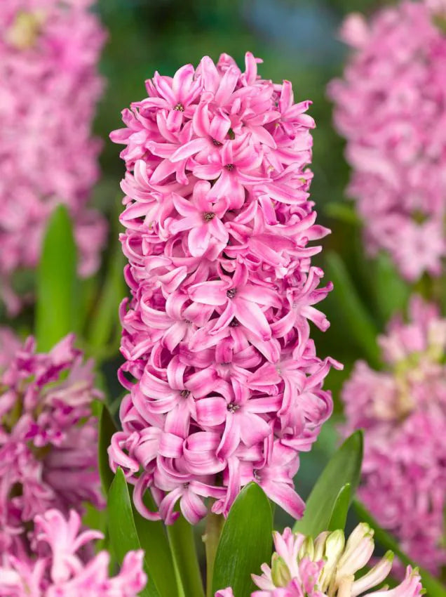 Pink pearl Hyacinths   25 premium bulbs