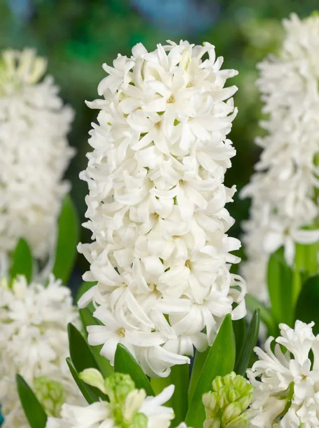 White Hyacinths   25 premium bulbs