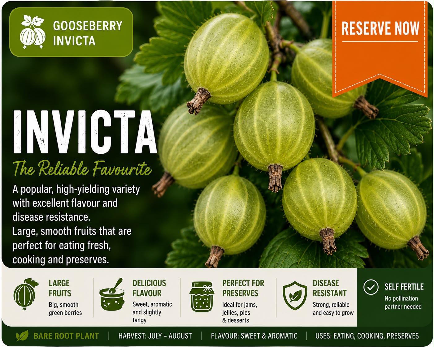 Invicta Gooseberry Bush (Bare Root) | 100 - 140 cm Pre-order Delivery October - November