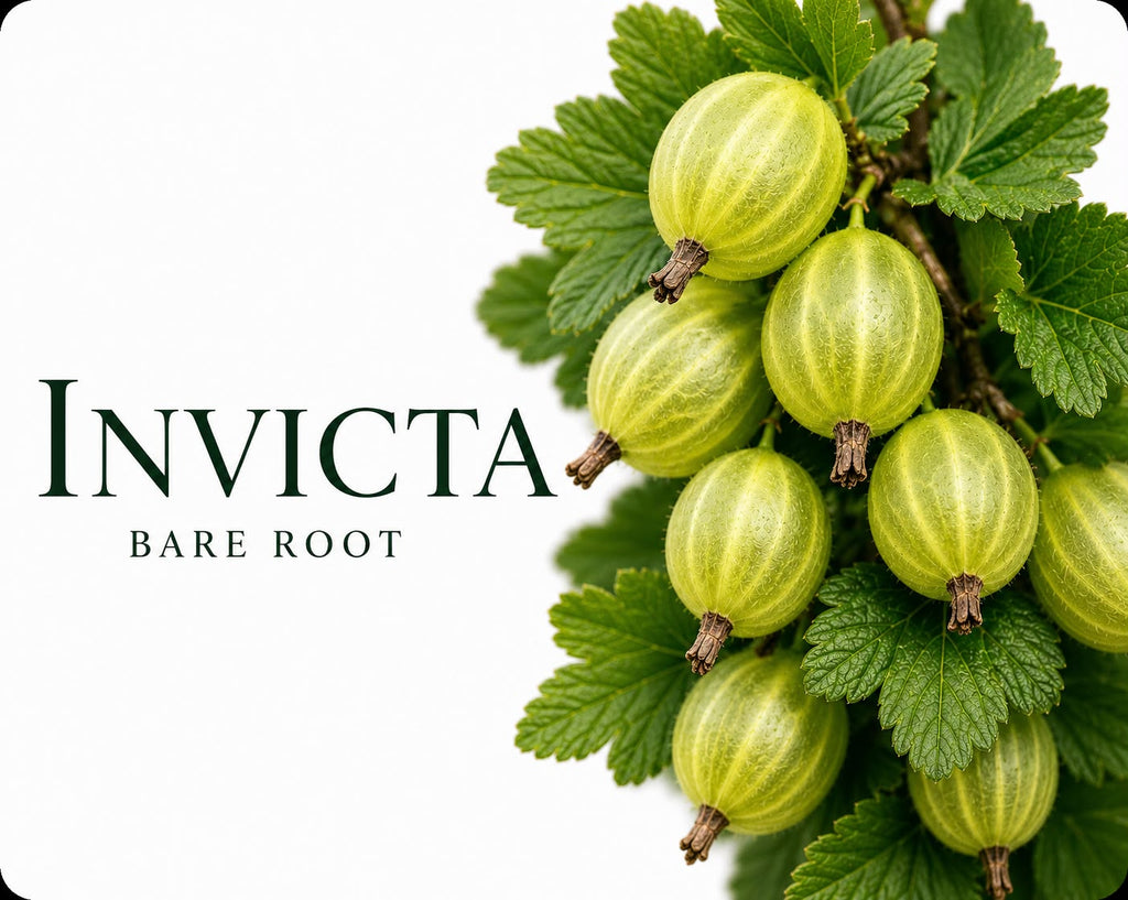 Invicta Gooseberry Bush (Bare Root) | 100 - 140 cm Pre-order Delivery October - November