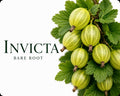 Invicta Gooseberry Bush (Bare Root) | 100 - 140 cm Pre-order Delivery October - November