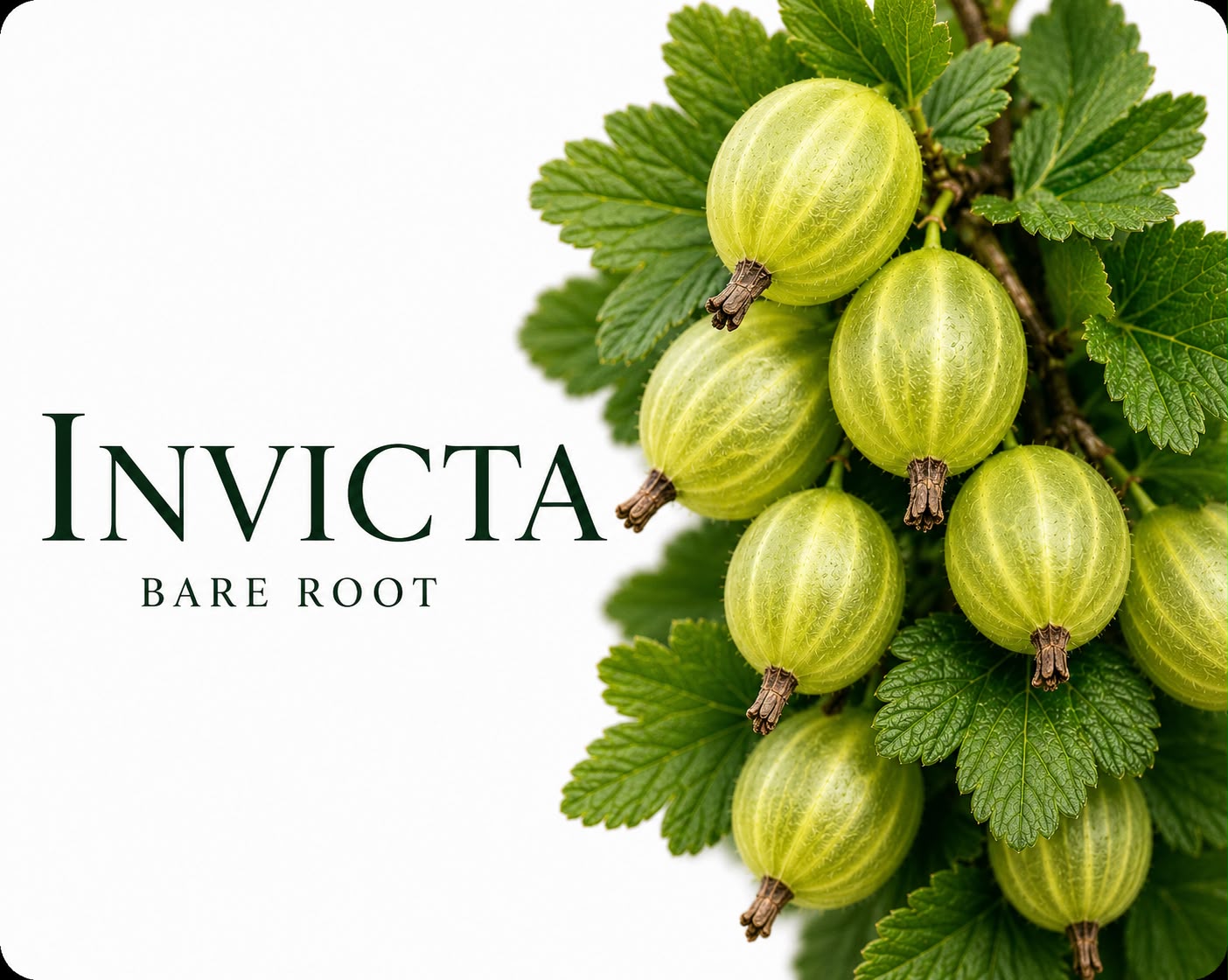 Invicta Gooseberry Bush (Bare Root) | 100 - 140 cm Pre-order Delivery October - November
