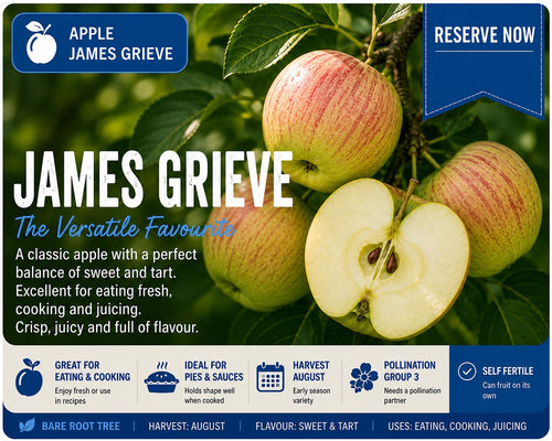 Apple Tree “James Grieve” — Bare Root  160-180cm Pre-Order for October-November Delivery