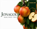 Apple Tree “Jonagold” — Bare Root  160-180cm Pre-Order for October-November  Delivery