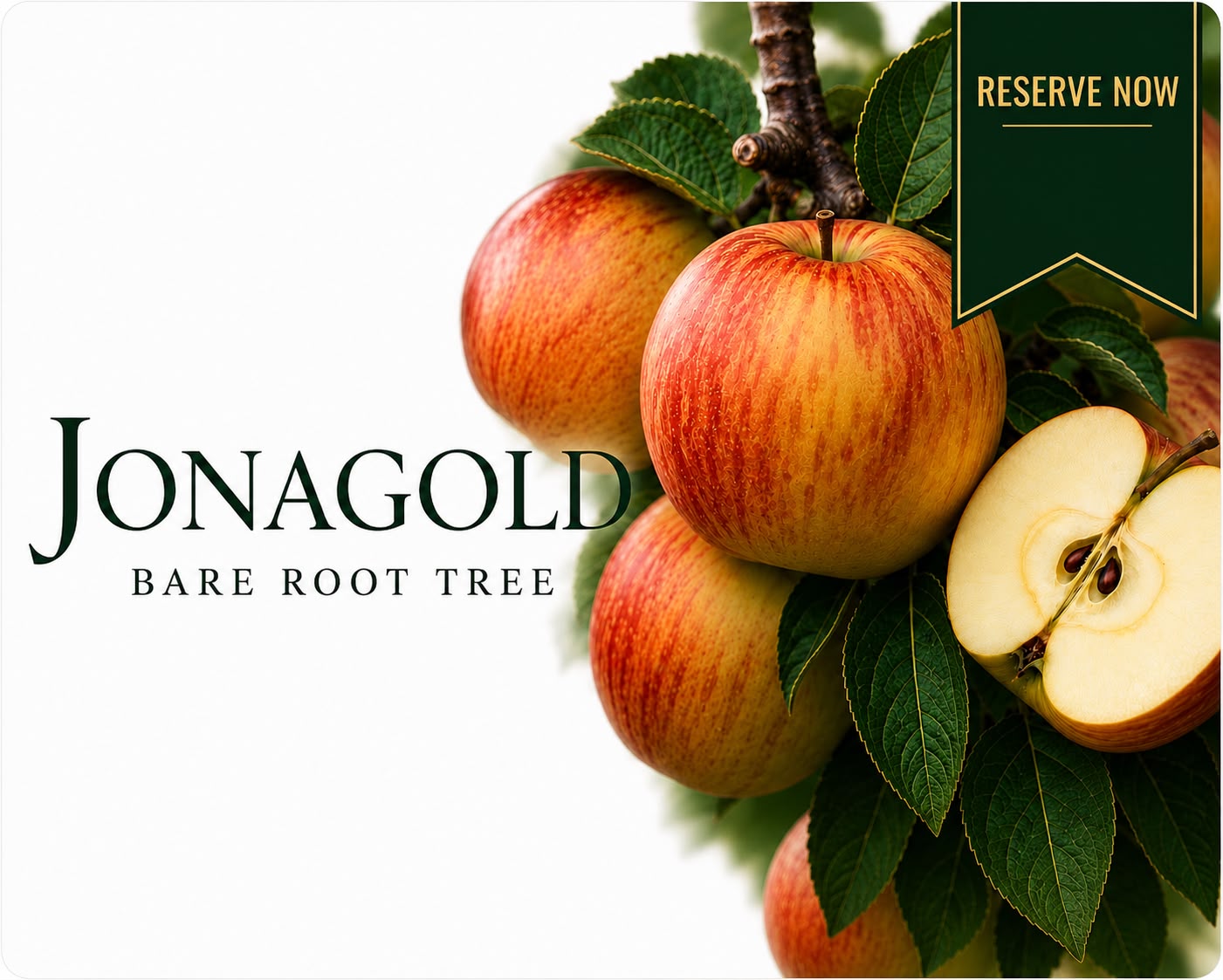 Apple Tree “Jonagold” — Bare Root  160-180cm Pre-Order for October-November  Delivery