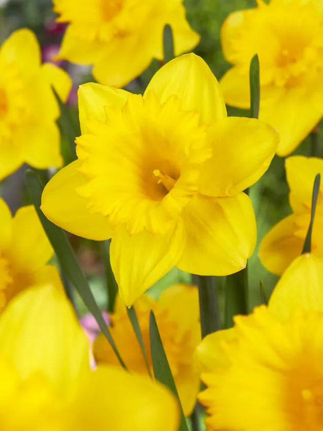 Dutch master Narcissus 25 premium bulbs