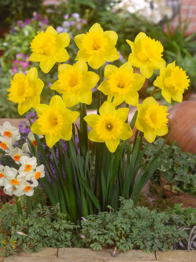 Dutch master Narcissus 25 premium bulbs