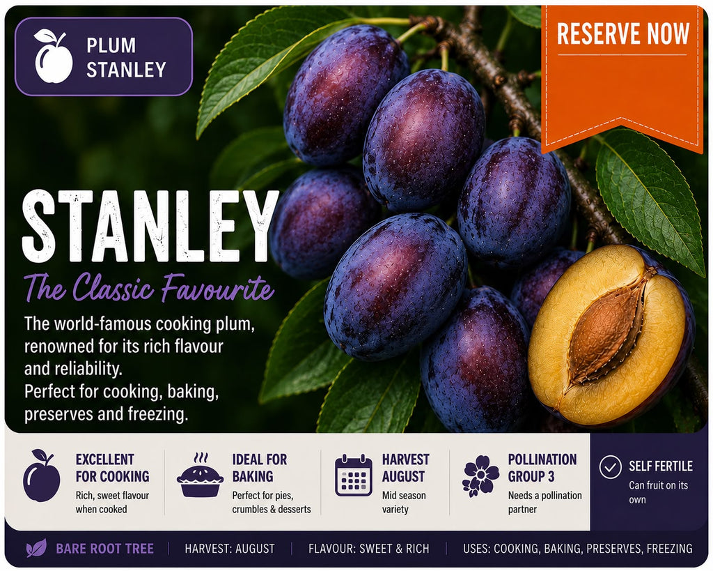 Stanley Plum Tree (Bare Root)  160-180cm   Pre-order October-November Delivery