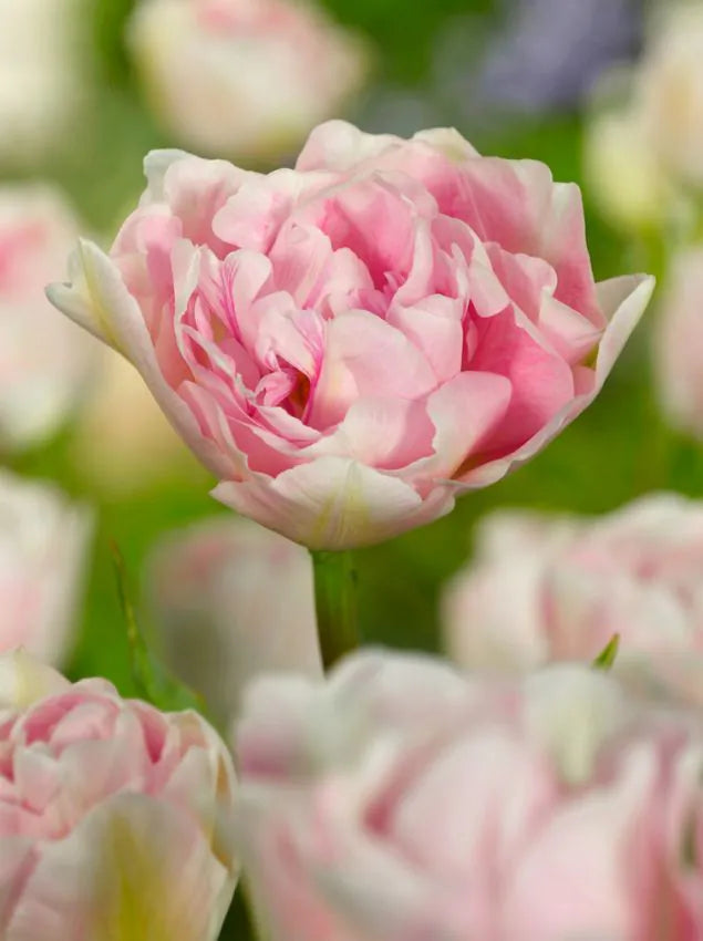 Angelique Tulip 50 premium bulbs