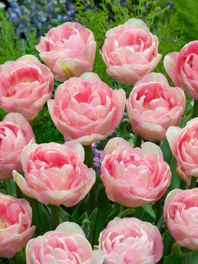 Angelique Tulip 50 premium bulbs