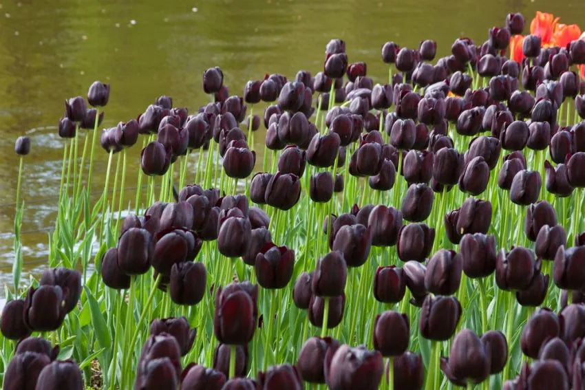 Queen of Night 50 premium bulbs