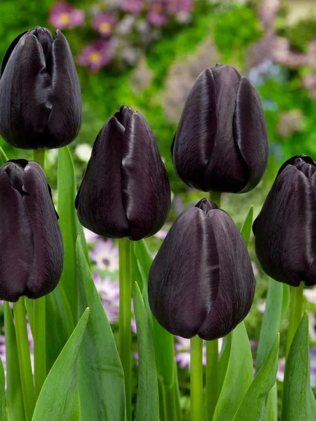 Queen of Night 50 premium bulbs