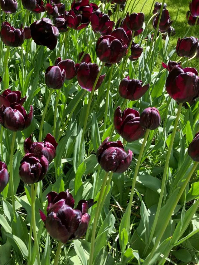 Queen of Night 50 premium bulbs