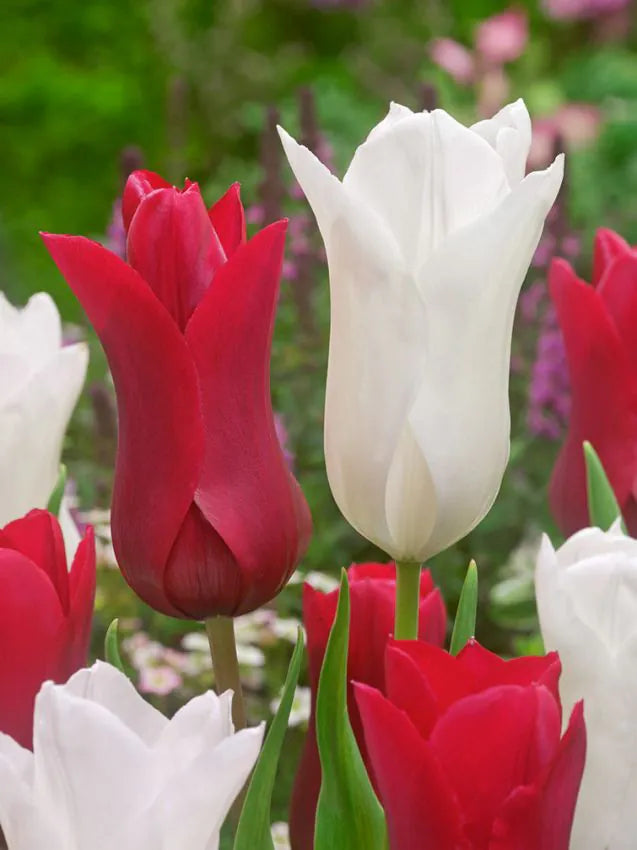 White triumphator & red shine mix 50 premium bulbs