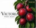 Victoria Plum Tree (Bare Root)  160-180cm Pre-order Delivery October-November 2026