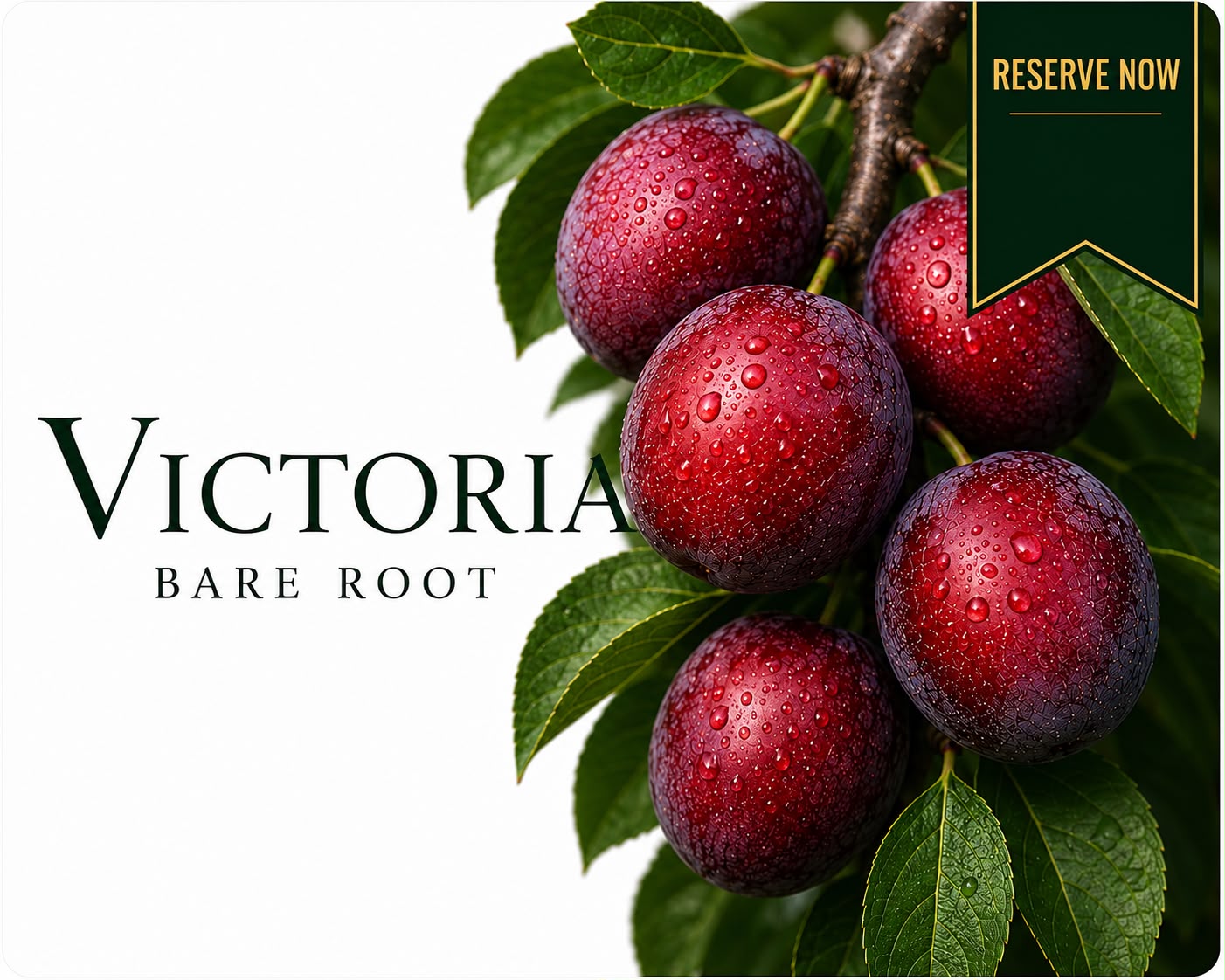 Victoria Plum Tree (Bare Root)  160-180cm Pre-order Delivery October-November 2026