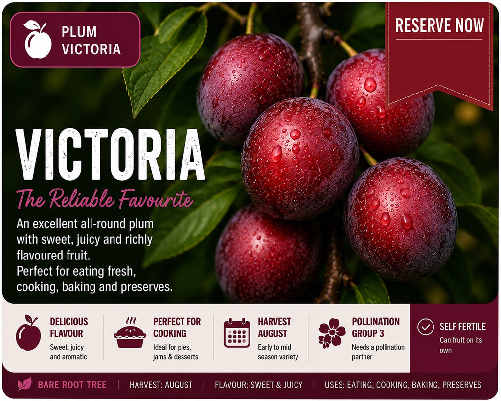 Victoria Plum Tree (Bare Root)  160-180cm Pre-order Delivery October-November 2026