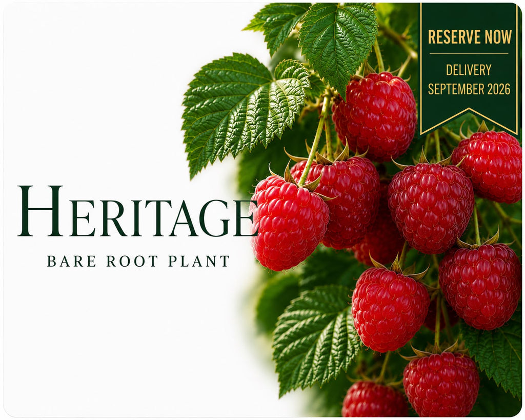 Raspberry “Heritage” — Bare Root Pre-Order for September Delivery