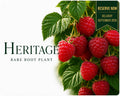Raspberry “Heritage” — Bare Root Pre-Order for September Delivery