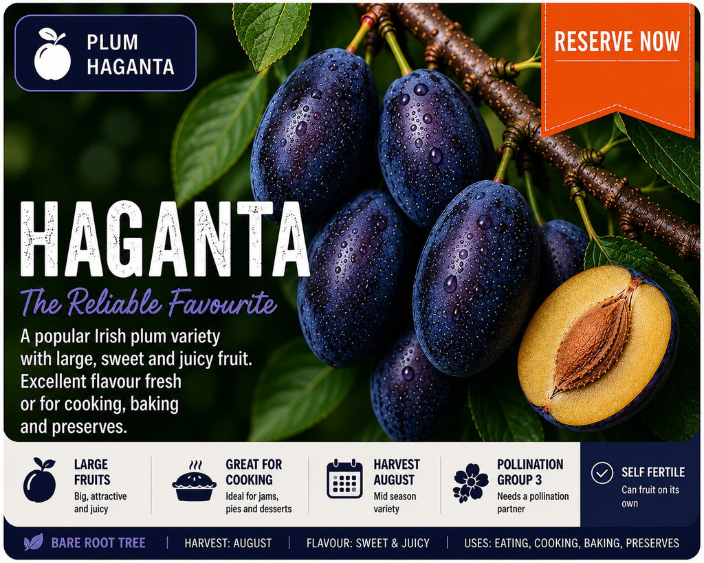 Haganta Plum Tree (Bare Root) 160-180 cm Pre-order October-November Delivery