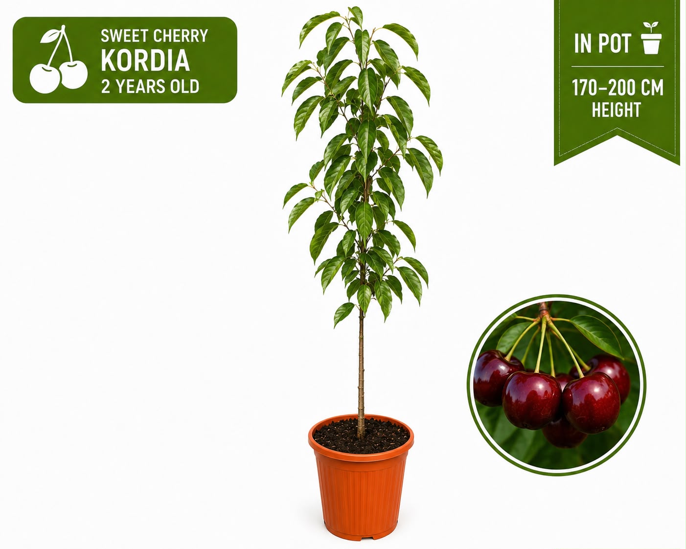 Sweet Cherry “Kordia” in Pot —  170 - 200 cm