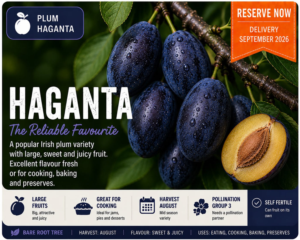 Plum Tree “Haganta” — Bare Root Pre-Order for September Delivery
