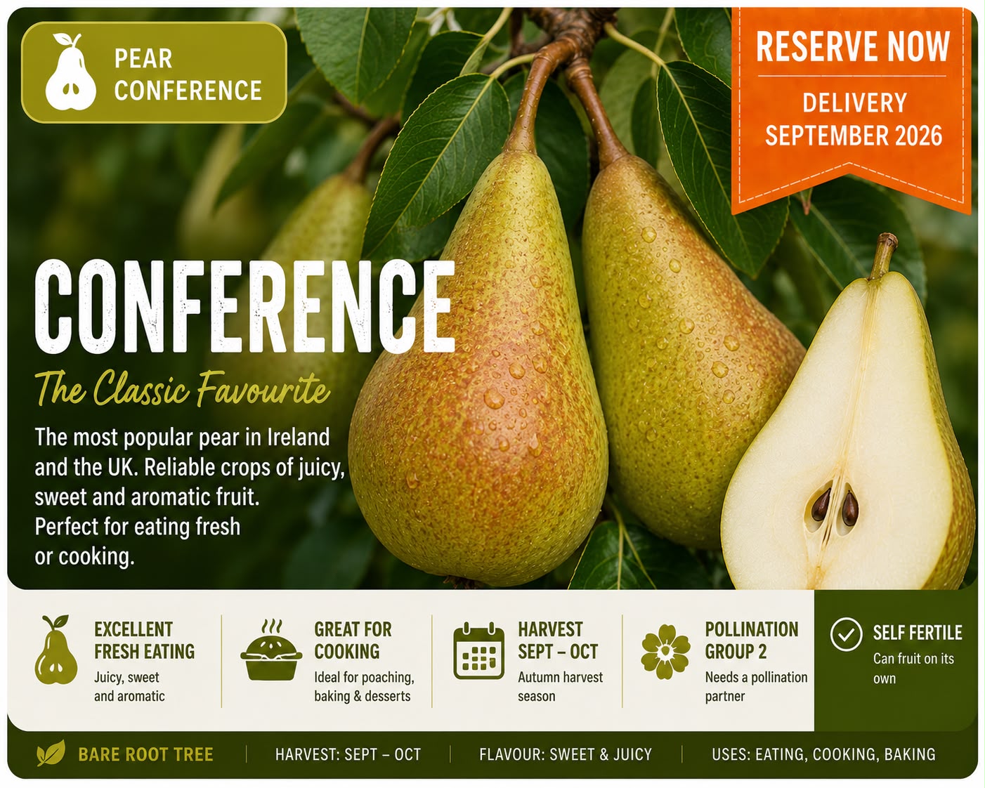 Pear Tree "Conference"