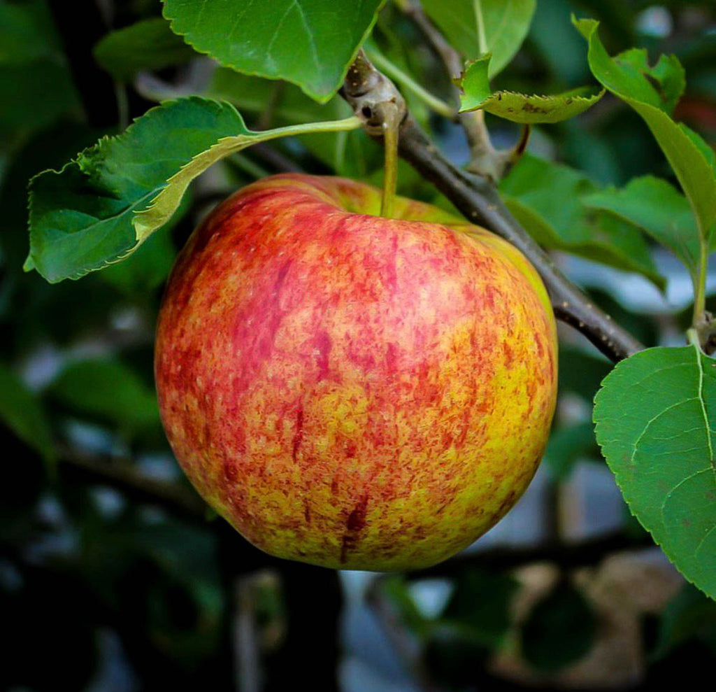 Apple Tree “Jonagold” — Bare Root Pre-Order for September Deliver