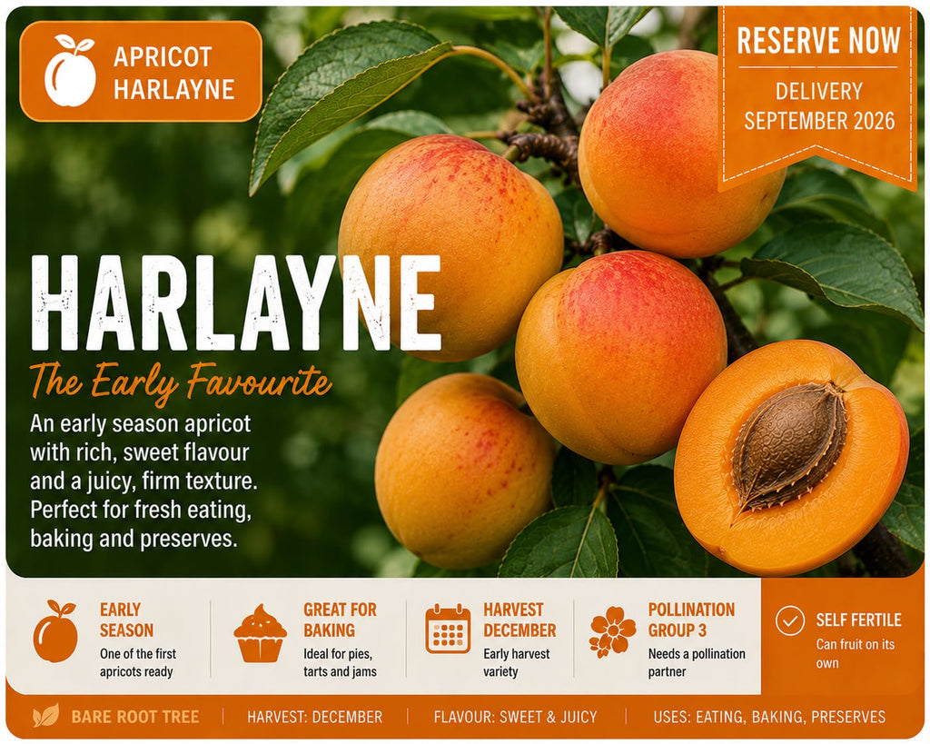 Apricot Tree “Harlayne” — Bare Root Pre-Order for September Delivery