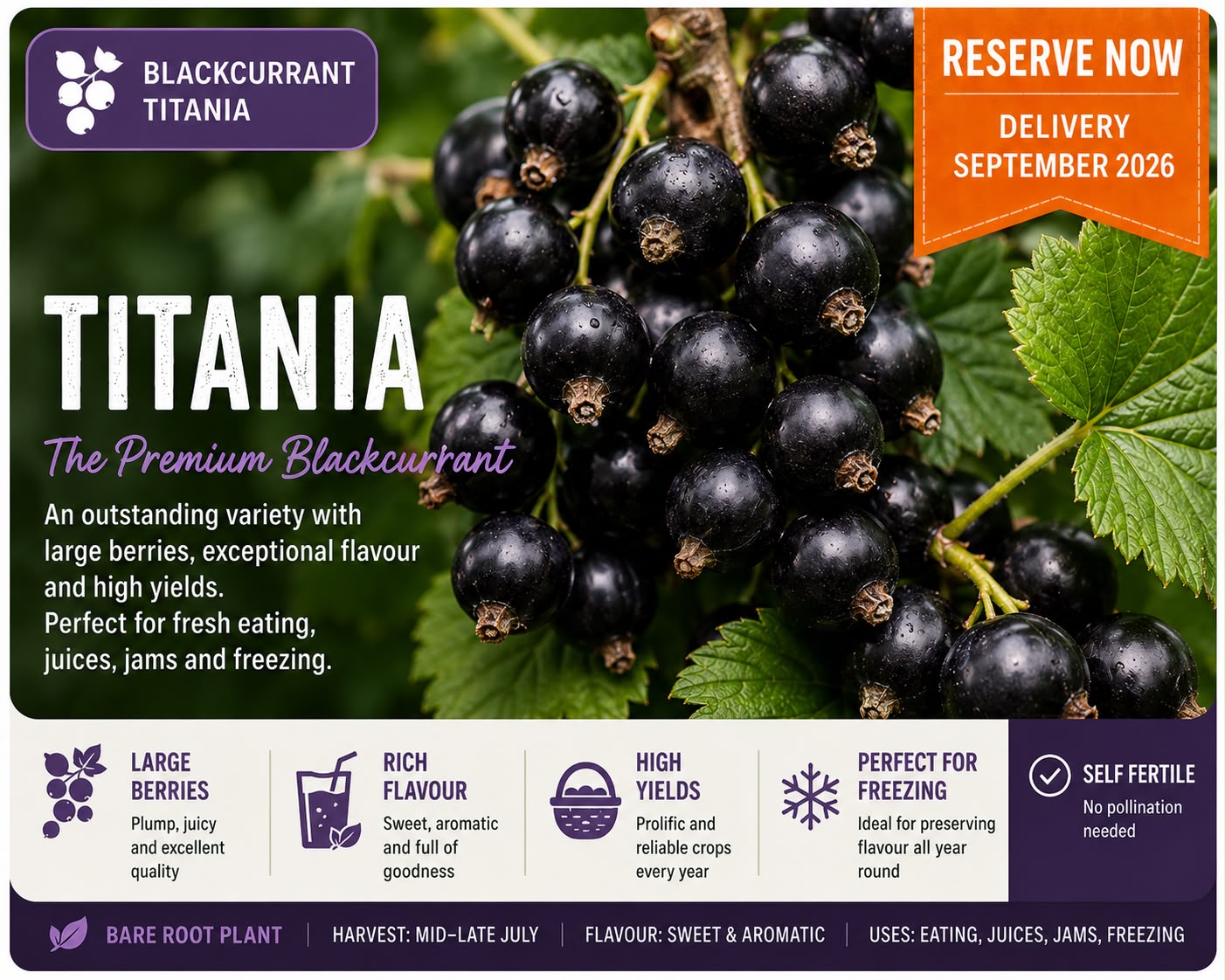 Blackcurrant “Titania” — Bare Root Pre-Order for September Delivery