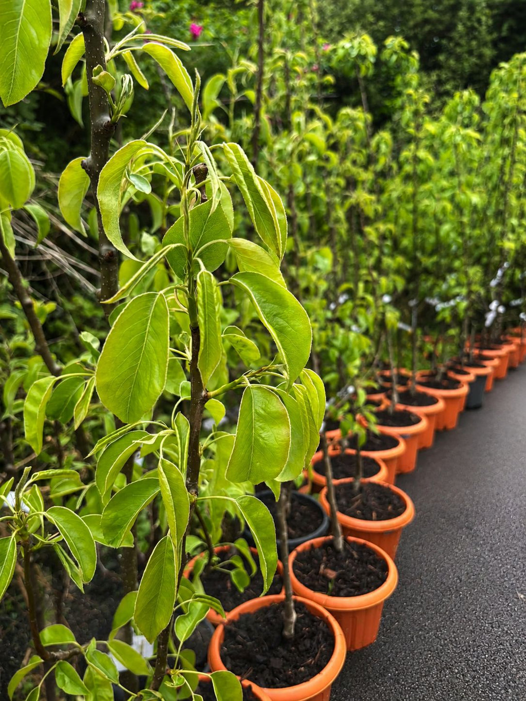 Pear Tree “Conference” in Pot — 2-Year-Old Tree