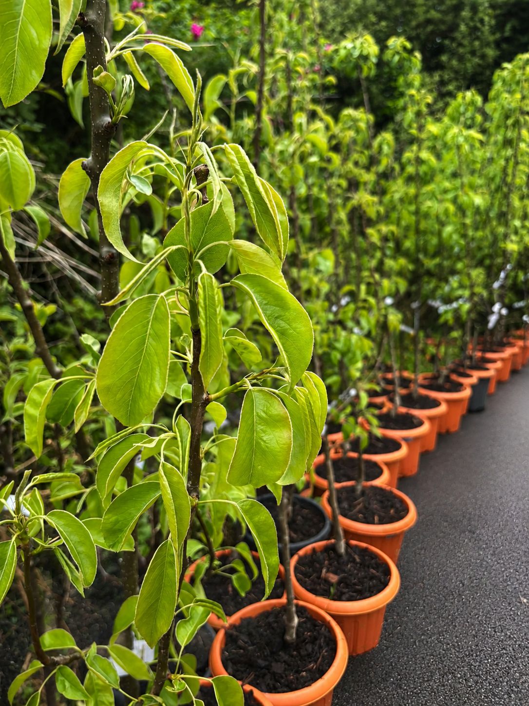 Pear Tree “Conference” in Pot — 2-Year-Old Tree