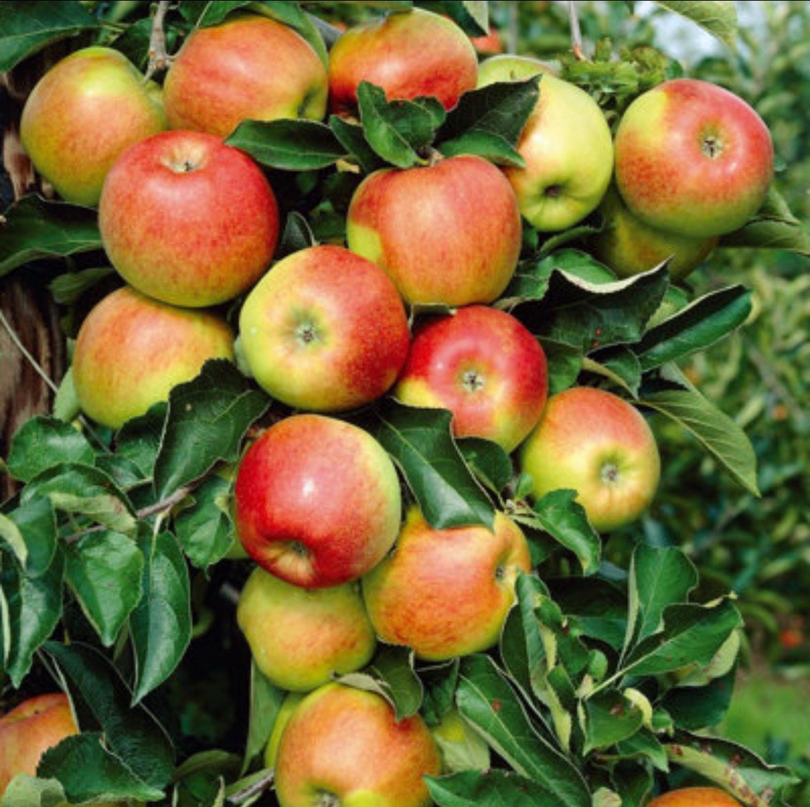 Apple Tree “Jonagold” — Bare Root Pre-Order for September Deliver
