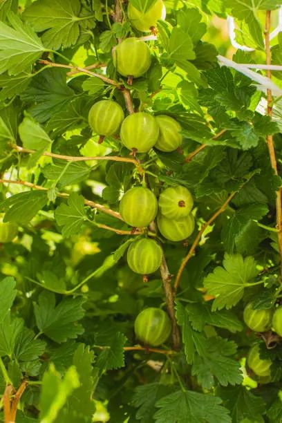 Gooseberry “Invicta” — Bare Root Pre-Order for September Deliver