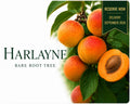 Apricot Tree “Harlayne” — Bare Root Pre-Order for September Delivery