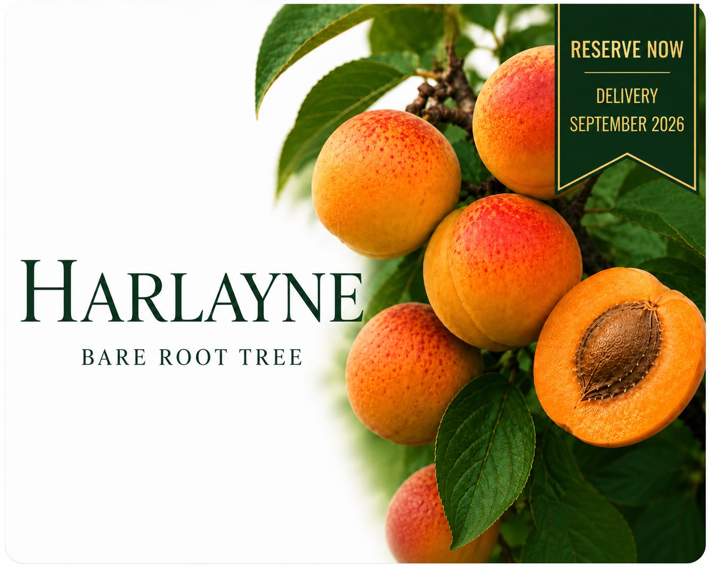 Apricot Tree “Harlayne” — Bare Root Pre-Order for September Delivery
