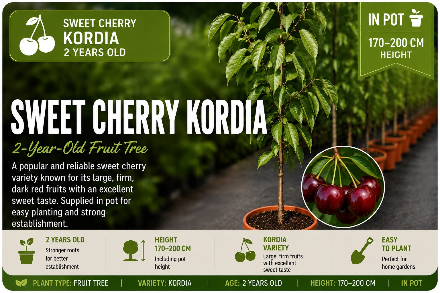Sweet Cherry “Kordia” in Pot —  170 - 200 cm