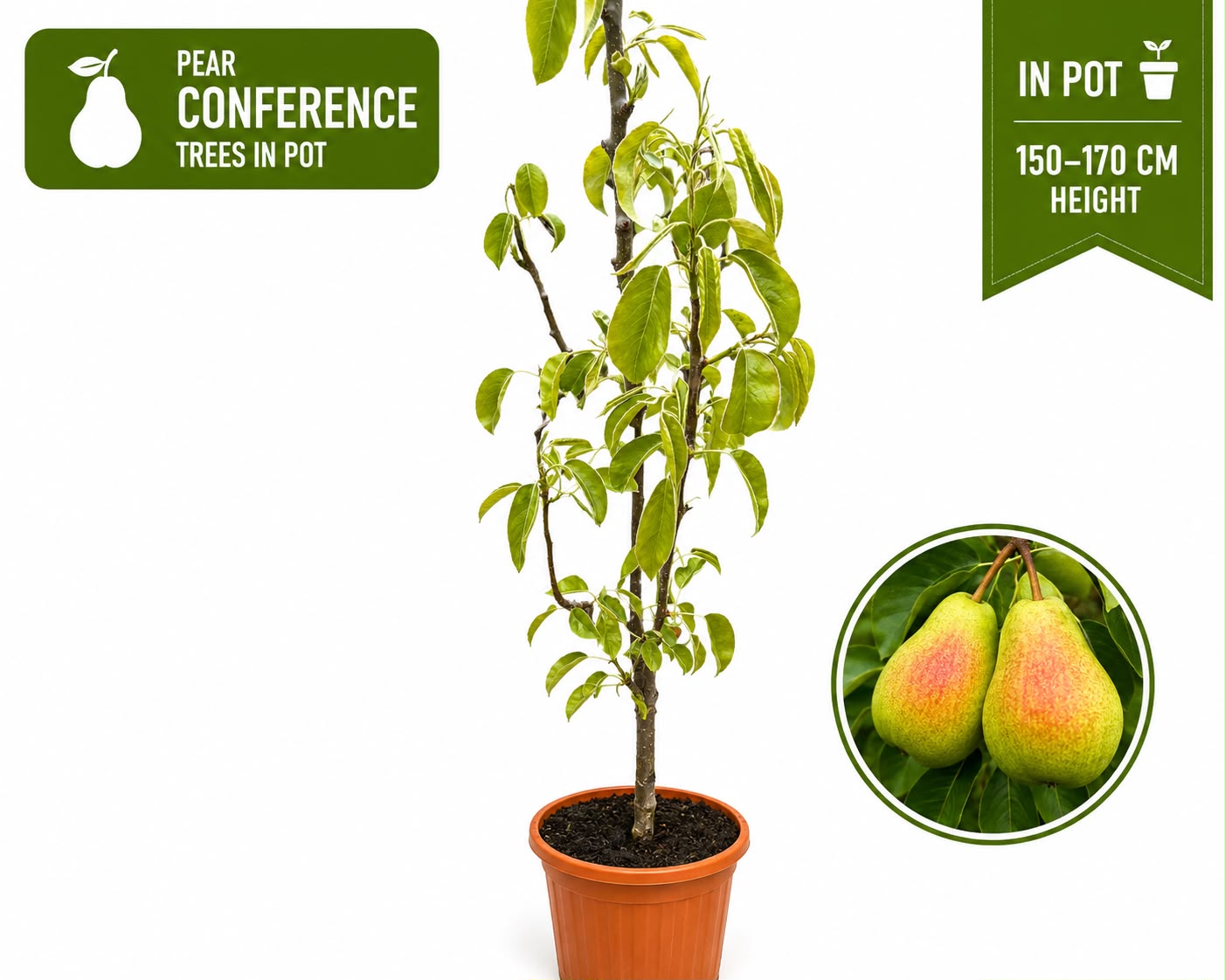 Pear Tree “Conference” in Pot — 2-Year-Old Tree