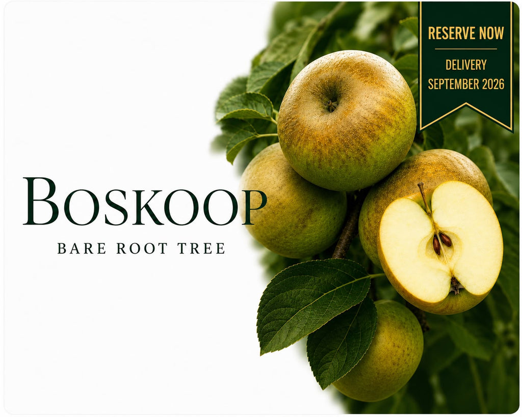 Apple Tree “Boskoop” Bare Root — Pre-Order for September Deliver
