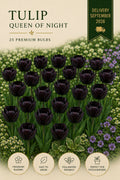 Queen of Night 25 premium bulbs
