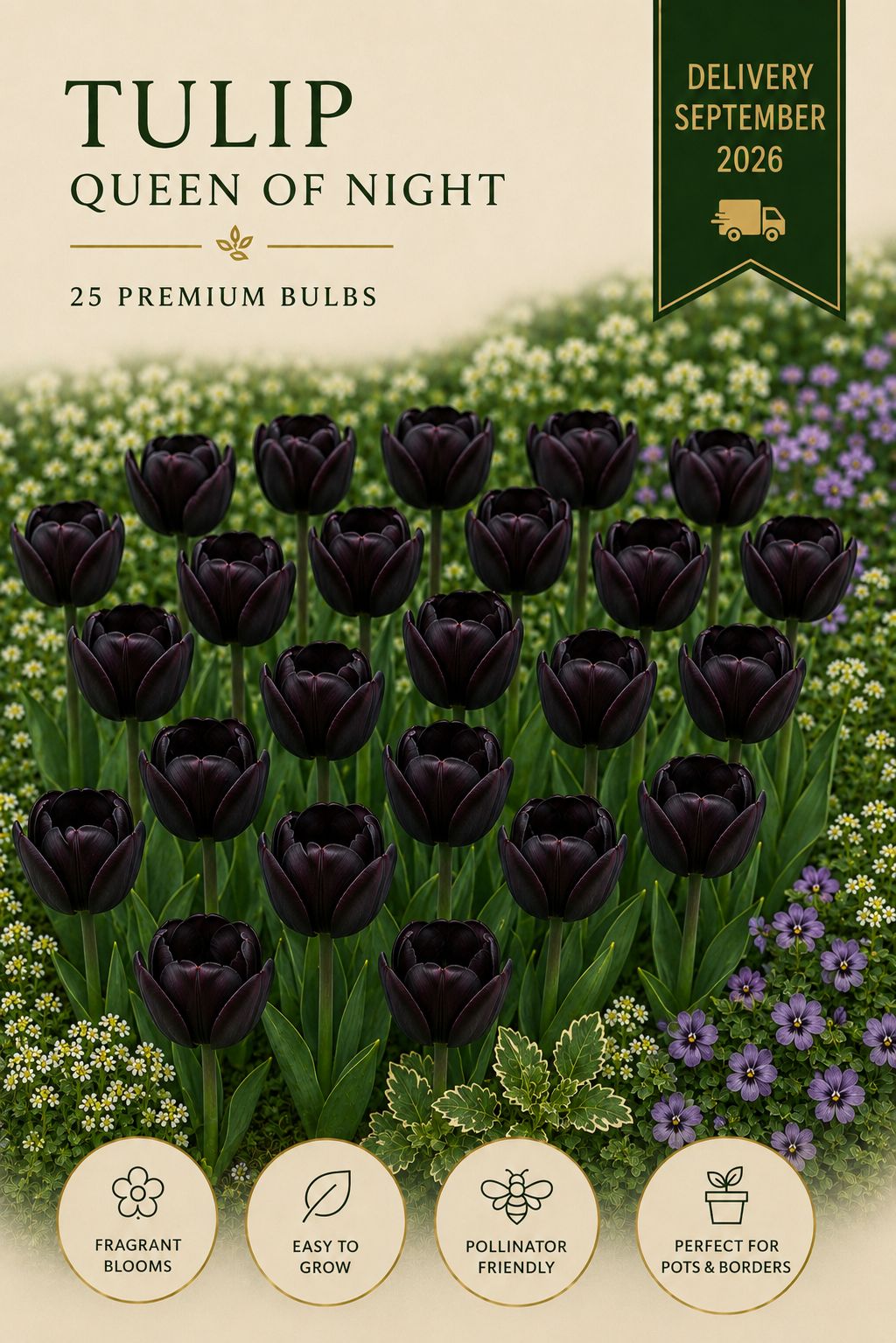 Queen of Night 25 premium bulbs