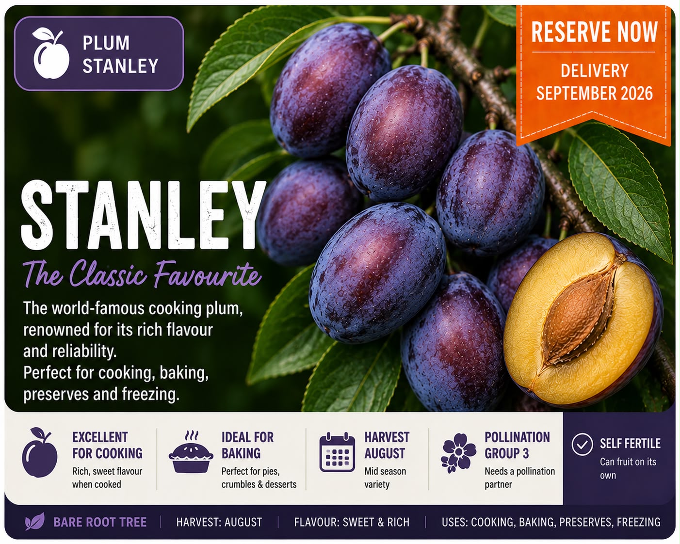 Plum Tree “Stanley” — Bare Root Pre-Order for September Delivery
